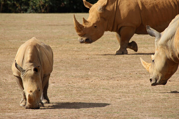 white rhinoceros in a zoo in france 