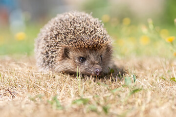 hedgehog on the grass.. © alexbush