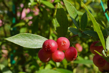 American blueberry 'Pink Lemonade' is an extraordinary and unique variety which, as the name suggests, ripens in a light pink color.