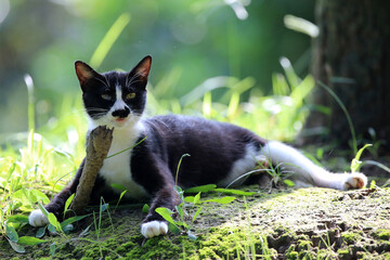 Stray cats in a park in Huai 'an, Jiangsu Province, China