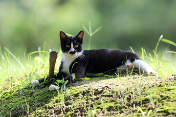 Stray cats in a park in Huai 'an, Jiangsu Province, China