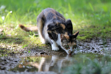 Fototapeta premium Stray cats in a park in Huai 'an, Jiangsu Province, China