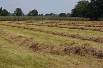Fototapeta na wymiar Field with rows of hay