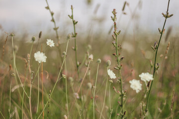 Field flowers