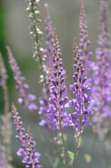 close up of linaria flowers