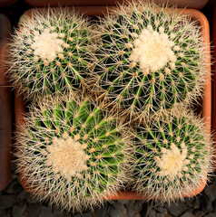 Macro texture of cactus needles.