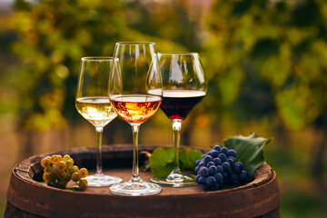 Three glasses of white, rosé and red wine and an old wooden barrel, with winery still life - 453087116