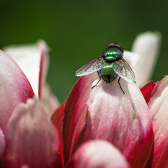 Mosca verde su fiore rosa