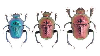 Gymnopleurus fulgidus (Olivier, 1789), Scarabaeinae, dung beetle