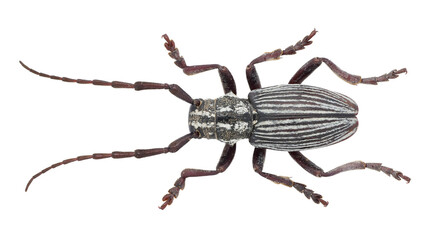 Eodorcadion sp, long horned beetle from Grassland of Mongolia