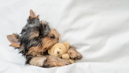 Cozy yorkshire terrier puppy sleeps under white warm blanketn on a bed at home and hugs toy bear. Top down view. Empty space for text