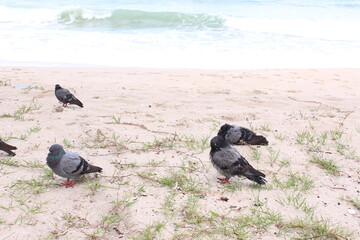 Pigeons bathing the border during the rainy season on the beach