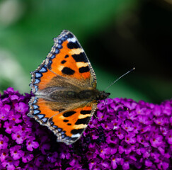 butterfly on flower