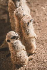 three Meerkats, Suricata suricatta, african small carnivores watching surroundings 