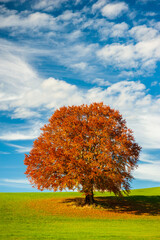 single big beech tree at autumn