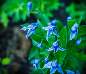 Fototapeta na wymiar Blooming blue rooguchi clematis in the garden. Selective focus. Shallow depth of field.
