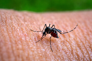 Aedes aegypti Mosquitoe bite and feeding blood on wrinkle skin.Aedes mosquitoes bring dengue disease.Aedes mosquitoes carry dengue fever.