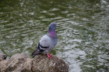 pigeon on the lake