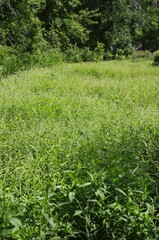 Lush summer green meadow full of wild grasses.
