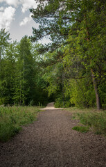 Fototapeta na wymiar Forest trail scene. Woodland path