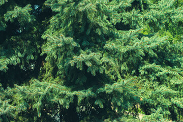 needles on pine branches
