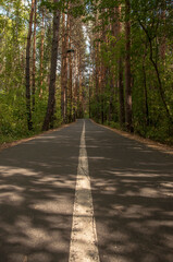 Asphalt road with markings runs through the forest in summer day