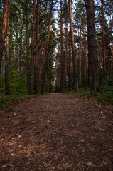 spruce forest, pinery, pine forest, Pine Tree, Fairy Forest, untouched spruce forest