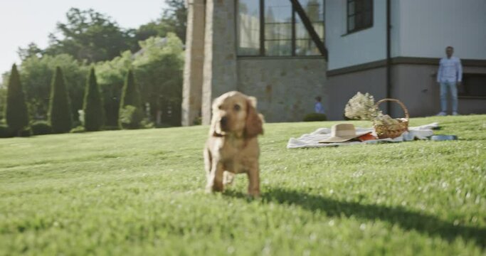 Funny puppy running on lawn