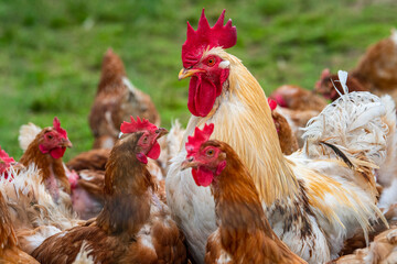 rooster and chicken in free range outdoor