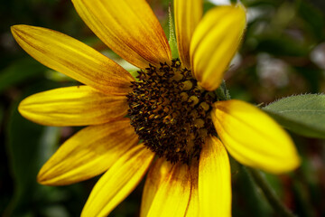 Sonnenblume - close up