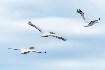 great white pelicans in flight, danube delta, romania