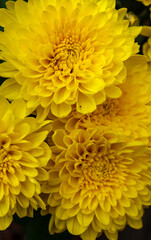 gelbe Chrysanthemen - close up