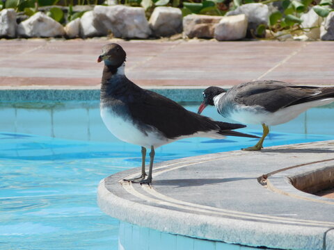 รูปภาพLeucophthalmus เลือกดูภาพถ่ายสต็อก เวกเตอร์ และวิดีโอ126