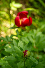 red delicate paeonia peregrina in dobrogea region, romania