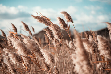 Pampas grass outdoor in light pastel colors. Dry reeds boho style. - obrazy, fototapety, plakaty