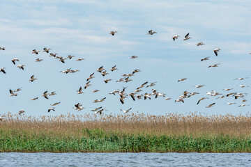 great white pelicans in flight over reeds, danube delta, romania