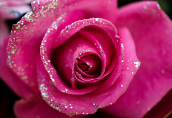 Fototapeta na wymiar pinke Rose mit Glitzer - Close up