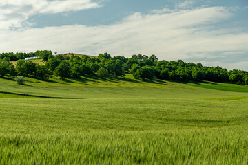 green dobrogea landscape