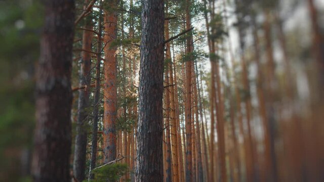 Sun shines through with pine trees