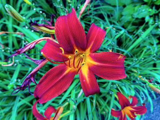 red and yellow lily