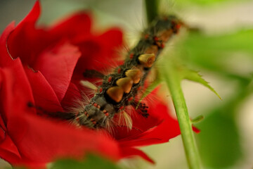 Kleine Raupe - Close up