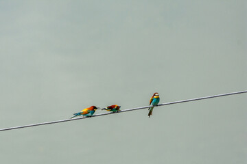 merops apiaster or bee eaters sitting on a wire, dobrogea region, romania