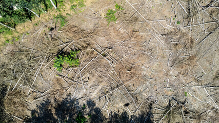 Drone aerial view of deforestation in the forest. Trees cut and burned to open land for agriculture and livestock, or to prevent fires. High quality photo