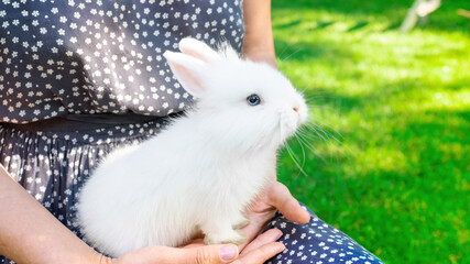White baby rabbit in the arms of the girl. Thoroughbred dwarf decorative rabbit. Bunny as a pet....