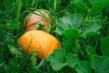 The pumpkin in the garden in summer