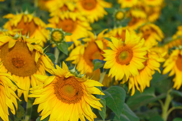 Naklejka premium Many sunflowers on the field in summer