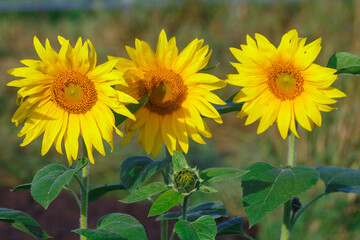 Fototapeta premium Many sunflowers on the field in summer