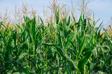 The corn on the field in summer farm