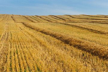 the field with straw and sheaves on the horizon