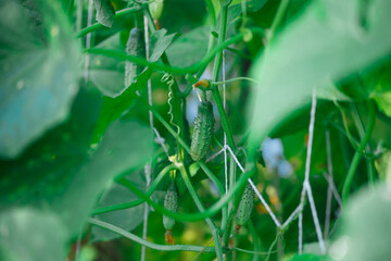 Green cucumbers in the greenhouse in summer
